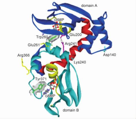 The small lobe is colored in magentathe glycine-rich loop within small lobe is shown in yellowthe large lobe is colored in brownand the dark green one is the protein kinase inhibitor.