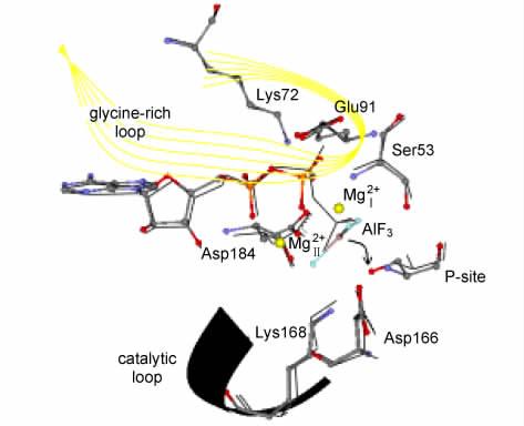 998 22 C / ATP / PKI ATP γ 27 Lys168 PDB ID 1ATP 24 5 Ala K cat 50 PKI loop glycine-rich loop KTLG 50 TG 52 SFG 55 RV Ser 23 loop PKA Asp166 Gly Ala Ser PKA Lys168 loop 5 C / ADP / AlF 3 / PKS PDB ID