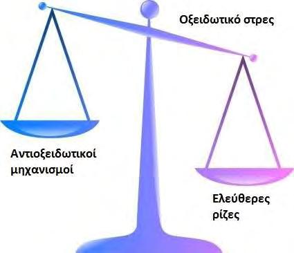 ισορροπίας αυτής μπορεί οφείλεται αφενός σε μειωμένη δράση των ενδογενών αντιοξειδωτικών μορίων και αφετέρου σε αυξημένη παραγωγή ελευθέρων ριζών εξαιτίας παρατεταμένης έκθεσης σε κάποιο οξειδωτικό