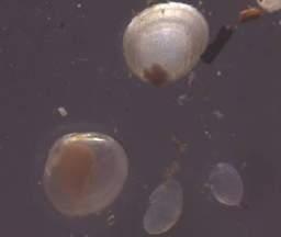 danica 1 1 0,21 Ephemeroptera Leptoplebiidae 1 3 4 0,82 Ephemerelidae 2 8 10 2,07 Baetidae 6 35 41 8,47 Siphlonuridae 3 3 0,62 Plecoptera 1 1 0,21 Crustacea Amphipoda Gammaridae Gammarus G. sp.