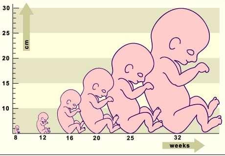 Ανάπτυξη εμβρύου στην όψιμη εμβρυϊκή περίοδο Σύγκριση του βρεγματουραίου μήκους (ΒΜ), μεγάλη αύξηση του μεγέθους. Την 8η εβδ. 3cm, στη γέννηση 30cm.