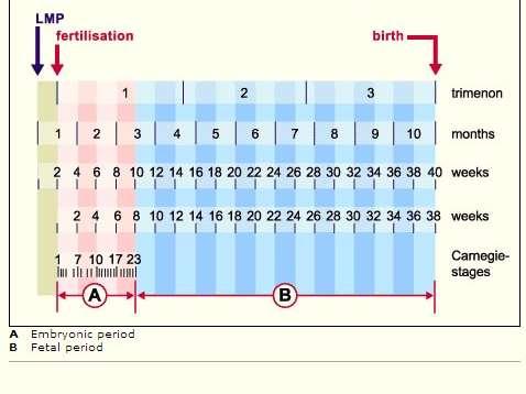 Η διάρκεια της κύησης υπολογίζεται 280 ημέρες ή 40 εβδομάδες από την αρχή της τελευταίας εμμηνορρυσίας ή 38 εβδομάδες από τη γονιμοποίηση.