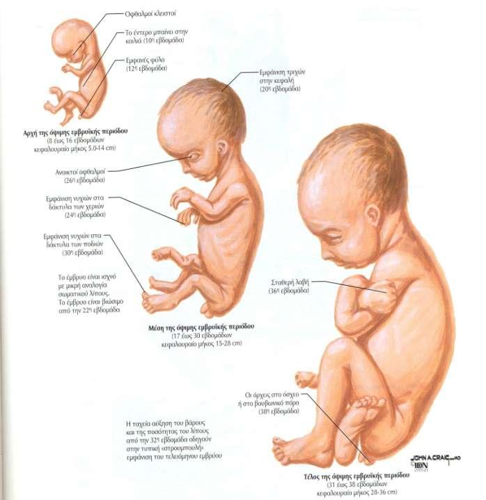 Η όψιμη εμβρυϊκή