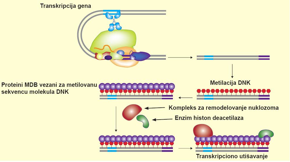 Protein MBD (eng.