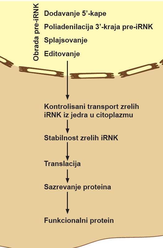 Post-transkripciona