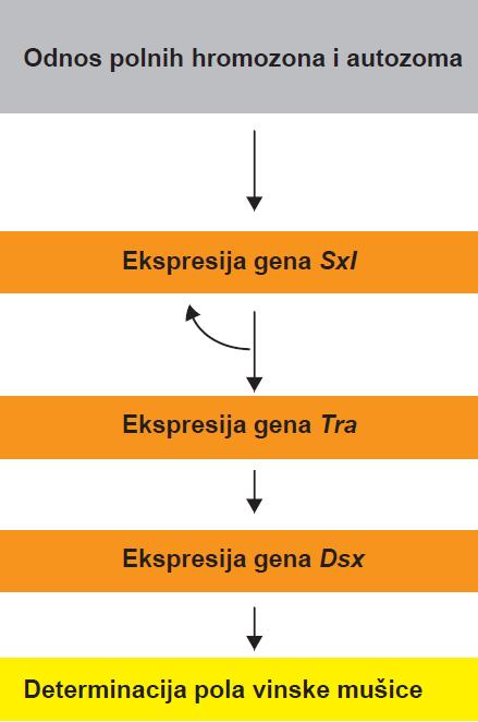 Determinacija