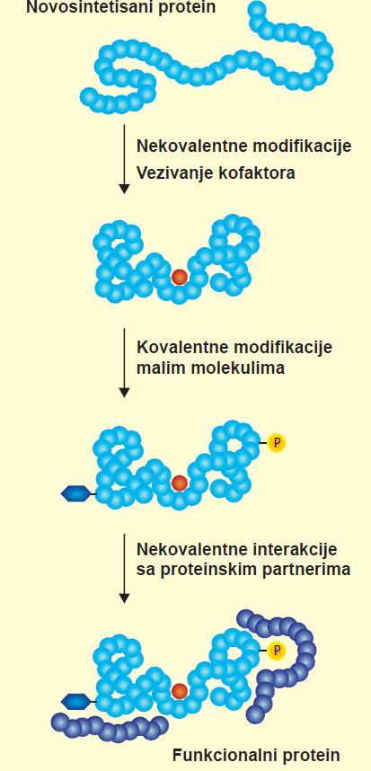 Post-translaciona regulacija ekspresije gena kod eukariota Preko 100 tipova kovalentnih modifikacija proteina