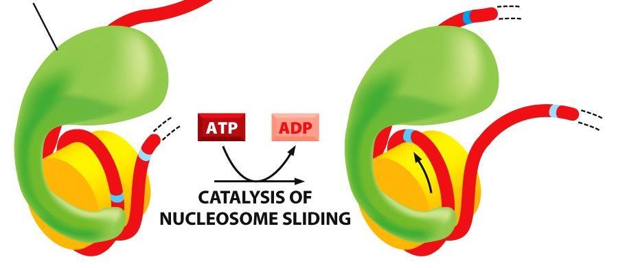 Kompleksi za remodelovanje Specifičnost dejstva nukleozoma 1.