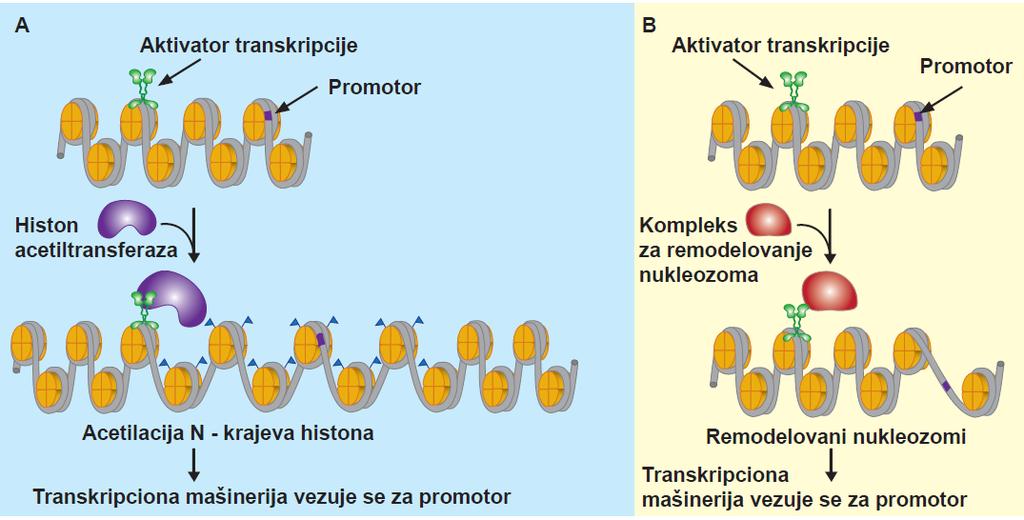 Aktivatori manjaju lokalnu strukturu hromatina Aktivatori mogu