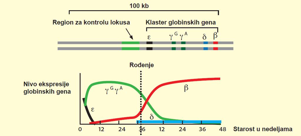 Klaster b globinskih gena čoveka Na 11.