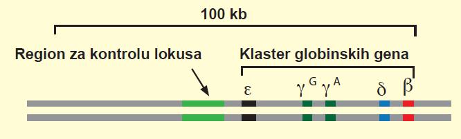 Region za kontrolu lokusa Locus Control Region Pored regulatornih elemenata za svaki gen ponaosob postoje i regulatorni elementi koji se