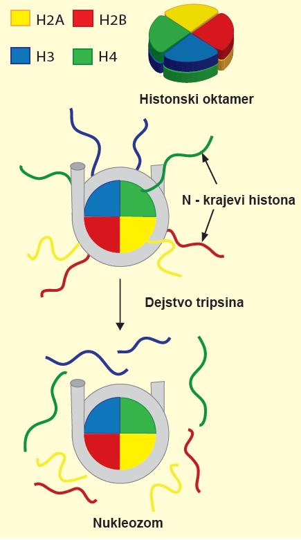 proteinsko jezgro