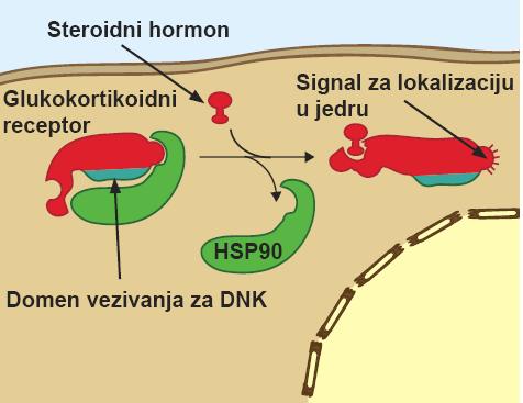 Signalni put