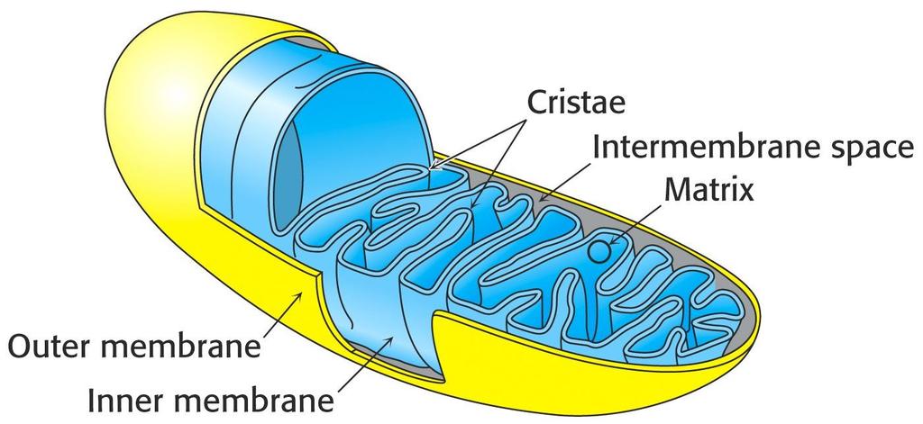 Osnove biokemije Oksidativna