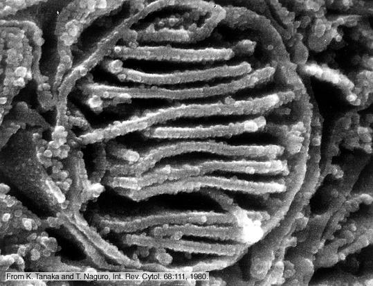 mitohondrija.