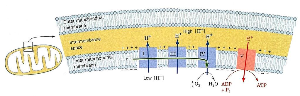 Osnove biokemije Oksidativna fosforilacija Prijenos tvari niz / uz elektrokemijski gradijent: G G 2 [ c ] G RT ln zf V [ c1 ] c1 G^ c RT ln 2 G^ c 1