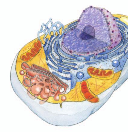 Lahko pa organizem vsebuje tudi mnogo celic to je večceličar (na primer žival, rastlina). Vse celice imajo nekatere skupne značilnosti, kot so celična membrana, beljakovine in DNA.