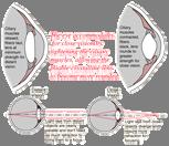 Vaizdo formavimasis žmogaus akyje Akies raumuo keičia lęšiuko storį ir tokiu būdu