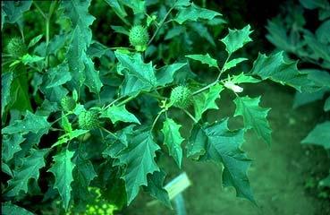 A. Frenuesit reversibël (të kthyeshëm) Fizostigmina (Ezerina). Alkaloid, përftohet nga bima Physostigma venenosum, (Afrike).