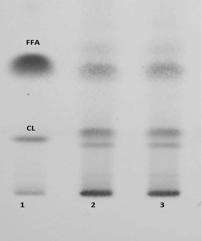 isabellina ATHUM 2935 Lane 1: mix of neutral lipid standards (cholesterol-cl, oleic acid-ffa, glyceryl