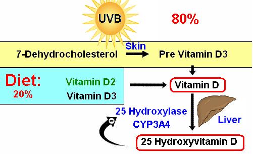 Sunlight: UV B 270-290 nm 10