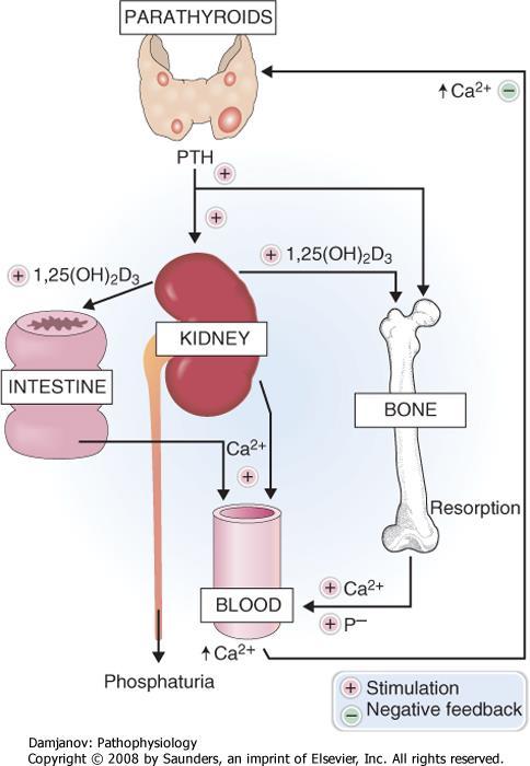 The role of parathyroid hormone and vitamin D in the metabolism of calcium. 1,25(OH)2D3, 1,25 dihydroxyvitamin D3; P-, phosphate; PTH, parathyroid hormone.
