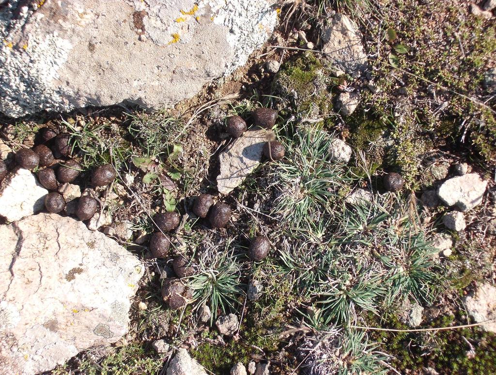 In aceste conditii habitatele naturale au fost inlocuite de habitatele seminaturale care au rezistenta ridicata la actiunea factorilor antropici. Fig.