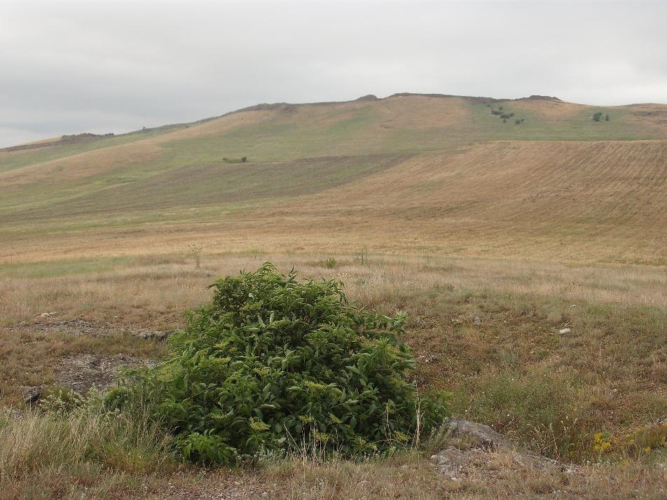 că habitatele din perimetrul analizat nu sunt cele specific acestei specii şi nu pot furniza hrana şi adăpostul necesar dezvoltării unei populaţii în zonă.