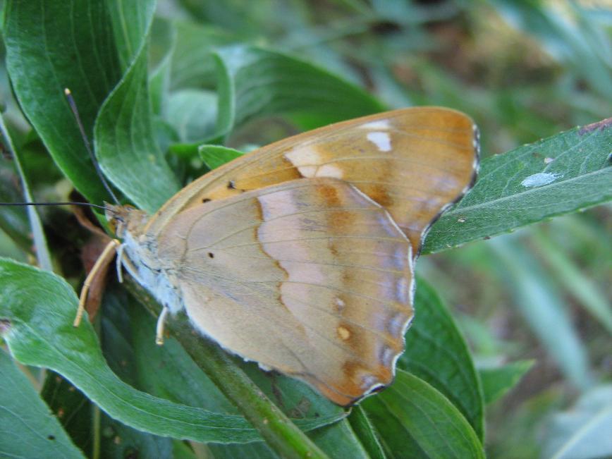 Fig. 28 Nevertebrate identificate in zona studiata Dintre lepidoptere, au fost identificate o serie de specii diurne ca: Pieris rapae (fluturele alb al rapitei), Colias croceus, Colias erate, Pontia