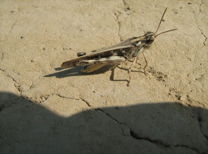 Nymphalidae).
