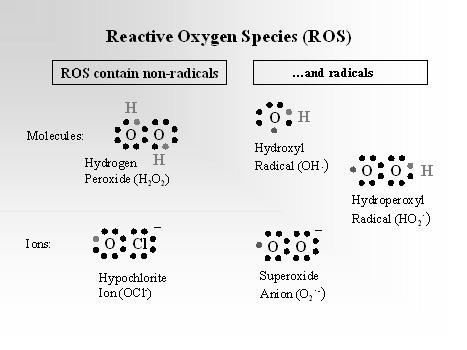Reaktivni kisikovi spojevi - RKS - aktivni intermedijari kisika: H 2 O 2 (vodikov peroksid) OCl.
