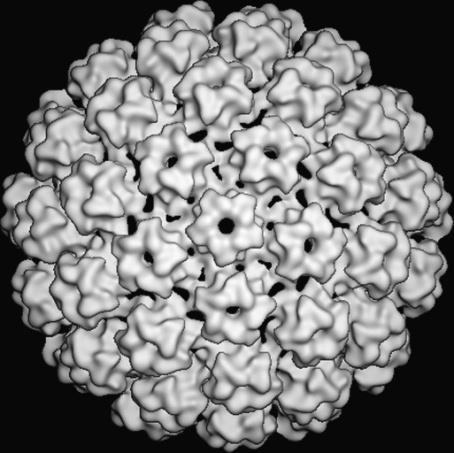 1.3 Δομή των ιών των ανθρωπίνων θηλωμάτων(hpvs) 1.3.1 Δομή του Καψιδίου Οι ανθρώπινοι Papilloma ιοί είναι μια ομάδα DNA ιών χωρίς εξωτερικό περίβλημα, διαμέτρου 50-60 nm, οι οποίοι αντιγράφονται στον πυρήνα των κυττάρων του πλακώδους επιθηλίου.