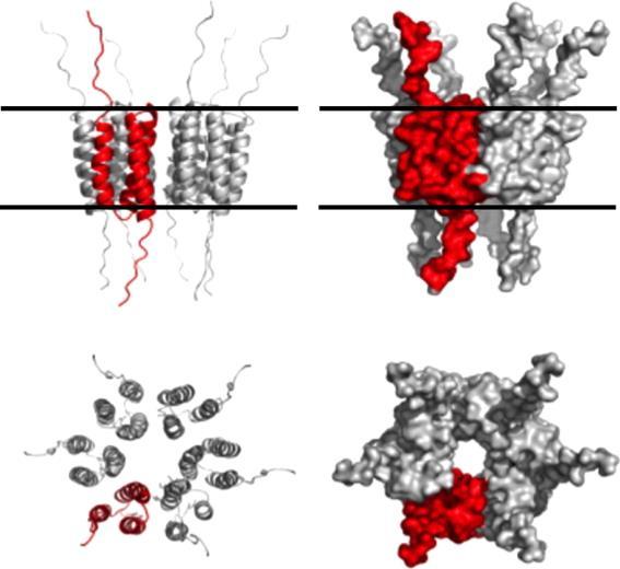 Εικόνα 1.7 Μοντέλο ενός εξαμερούς καναλιού ιόντων που σχηματίζεται από την πρωτεΐνη Ε5 invitro.