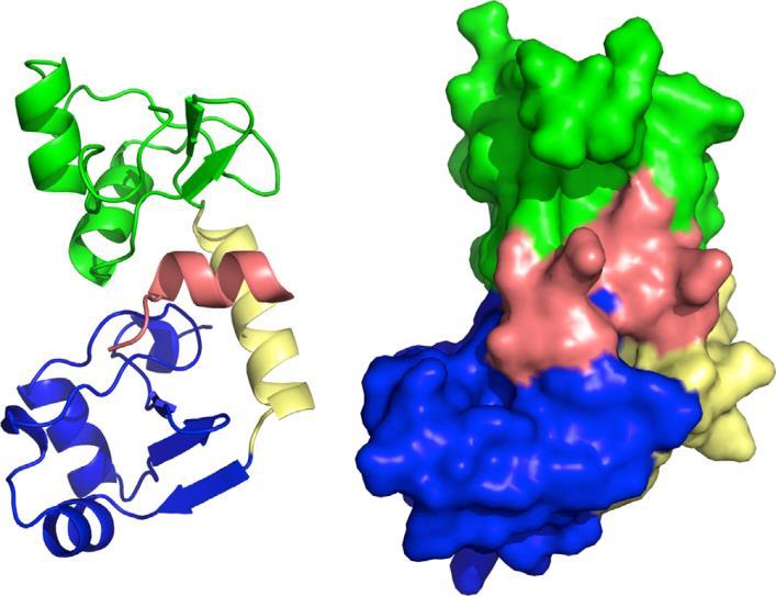1.3.2.5 Η πρωτεϊνη Ε6 Η πρωτεΐνη Ε6, μία από τις πρώτες πρωτεΐνες που εκφράζονται μετά τη μόλυνση με HPV, είναι μία σχετικά μικρή πρωτεΐνη μήκους περίπου 150 αμινοξέων.