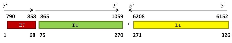 Αναλυτικότερα, όπως φαίνεται και στον Πίνακα 3.3, τμηματικές αλληλουχίες του HPV16 βρέθηκαν σε τρία δείγμα χαμηλού βαθμού δυσπλασίας και δύο δείγματα υψηλού βαθμού δυσπλασίας.