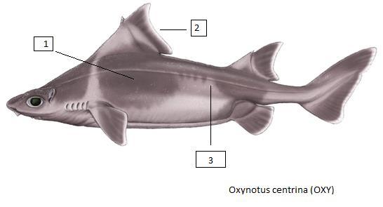 Oxynotus centrina (OXY) Οξύνωτος ή Αχινόγατος Ένας μικρός καρχαρίας με μέγιστο μήκος 150 εκατοστά 1.