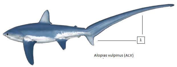 Alopias vulpinus (ALV) Αλεπόσκυλος ή αλεπού Μέγιστο δημοσιευμένο μήκος 750 εκατοστά και μέγιστο βάρος 350 κιλά.