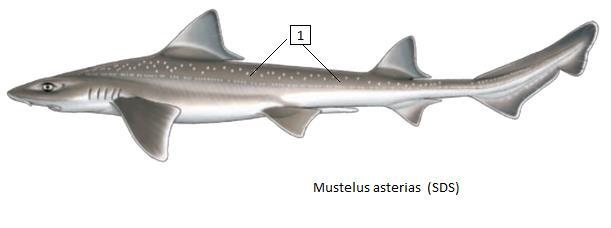 Mustelus asterias (SDS) Αστρογαλέος Μέγιστο μήκος 140 εκατοστά, μέγιστο βάρος 5 κιλά.