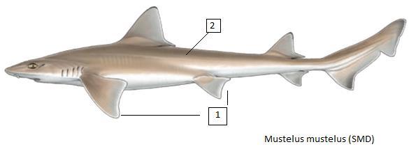 Mustelus mustelus (SMD) Γκριζογαλέος Μέγιστο δημοσιευμένο μήκος 200 εκατοστά. Συνήθως αλιεύονται άτομα με μήκος 100 εκατοστά.