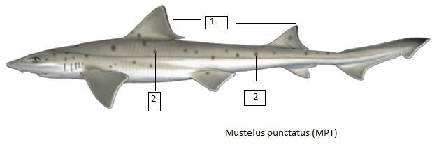 Mustelus punctulatus (MPT) Στικτογαλέος Μέγιστο μήκος 200 εκατοστά, συνήθως αλιεύονται άτομα με μήκος 120