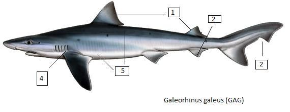 Galeorhinus galeus (GAG) Σκυλογαλέος Είδος σπάνιο στη Μεσόγειο. Μέγιστο μήκος 200 εκατοστά με κοινό τα 160 εκ. και μέγιστο δημοσιευμένο βάρος 45 κιλά.