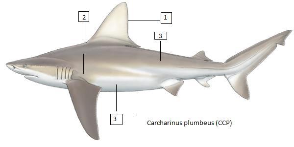 Carcharinus plumbeus (CCP) Καρχαρίνος τεφρός Σπάνιο είδος στη Μεσόγειο. Μέγιστο δημοσιευμένο μήκος 250 εκατοστά και μέγιστο δημοσιευμένο βάρος 12