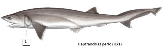 Heptranchias perlo (HXT) Επτακαρχαρίας Σπάνιος καρχαρίας στη Μεσόγειο, μικρόσωμος, με μέγιστο δημοσιευμένο μήκος 140 εκατοστά.