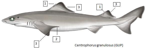 Centrophorus granulosus (GUP) Κοκοκεντροφόρος Όχι και τόσο σπάνιο, σε μερικές περιοχές της Μεσογείου είναι κοινό. Μέγιστο δημοσιευμένο μήκος 150 εκατοστά.
