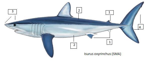 Isurus oxyrinchus (SMA) Ρυγχοκαρχαρίας Ένας καρχαρίας με μέγιστο δημοσιευμένο μήκος 400 εκατοστά και μέγιστο δημοσιευμένο βάρος 500 κιλά. Άτομα με μήκος περίπου 270 εκατοστά αλιεύονται περιστασιακά.