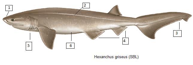 Hexanchus griseus (SBL) Εξακαρχαρίας Μέγιστο μήκος τα 482 εκατοστά. Σύνηθες μήκος 200-400 εκατοστά Μέγιστο δημοσιευμένο βάρος 590 κιλά. 1. Στρογγυλό ρύγχος, χωρίς 1 ο ραχιαίο πτερύγιο. 2. Λευκή γραμμή κατά μήκος του σώματος.