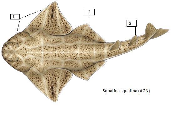 Squatina spp. (ASK) Ρίνες, Άγγελοι Χαρακτηριστικοί καρχαρίες με ιδιαίτερο σώμα.