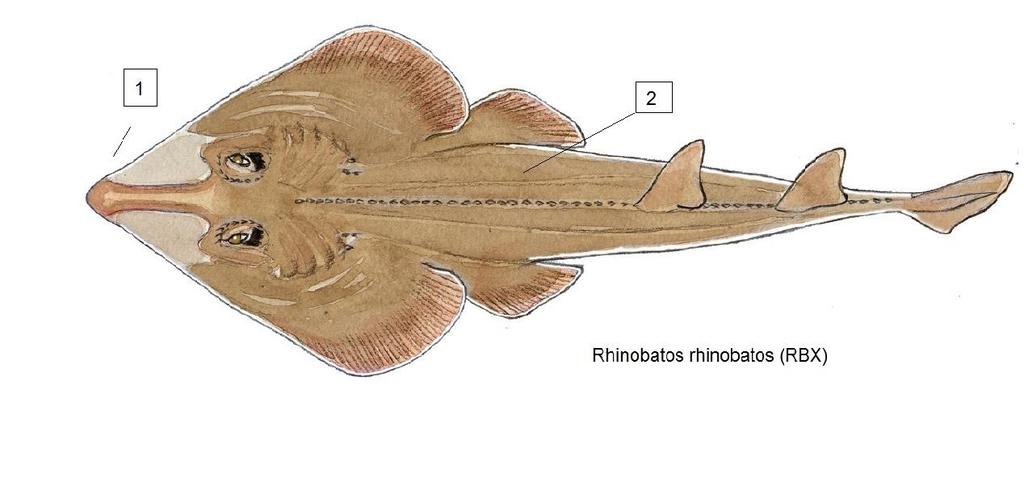Rhinobatos spp (GUZ) Βιόλες Γενικά χαρακτηριστικά: Επίμηκες και πεπλατυσμένο σώμα Ρύχγος τριγωνικό και ελαφρώς μυτερό. Ρουθούνια μεγάλα, εγκάρσια ή λοξά τελείως χωρισμένα το ένα από το άλλο.