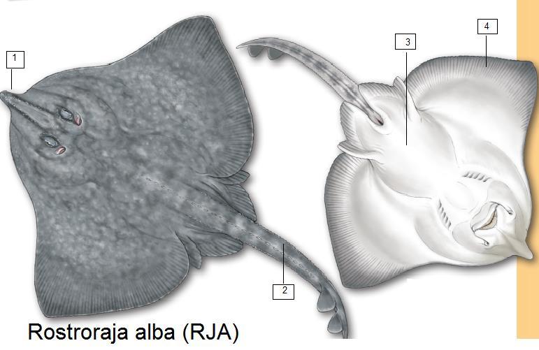 Rostroraja alba (RJA) Λευκόβατος ή Ράγια η λευκόχρους Μέγιστο μήκος 230 εκατοστά Σύνηθες αλιευόμενο μήκος 60-150 εκατοστά 1.