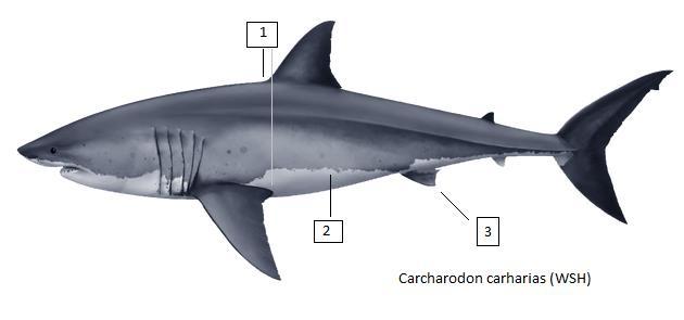 Carcharodon carcharias (WSH) Μεγάλος Λευκός Καρχαρίας Ο σπουδαιότερος και πιο διάσημος θηρευτής του πλανήτη με μέγιστο μήκος 5,5 μέτρα. - - - - - - - 1.